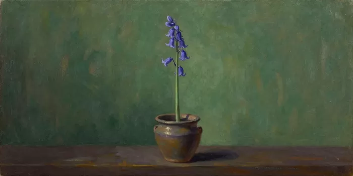 Potted Bluebell