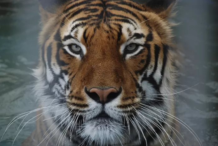 tiger image
