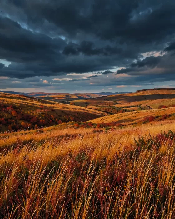 Bronze Fields