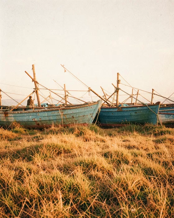 Grassy Dories