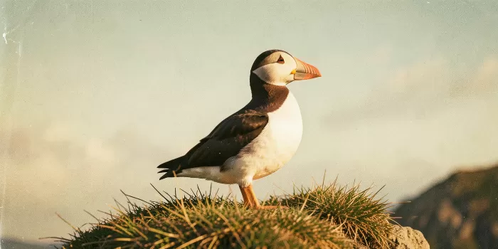 Puffin Profile