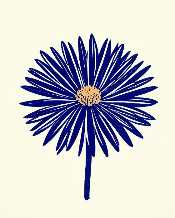 Chrysanthemum
