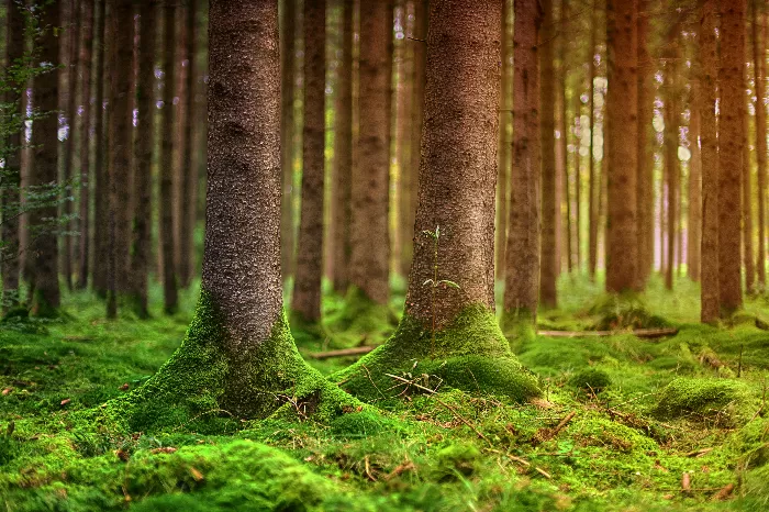 The Wilderness