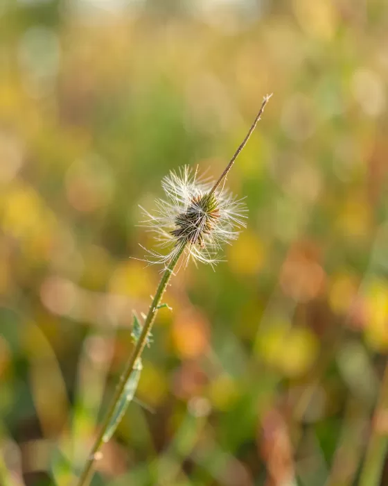 Milkweed Silk