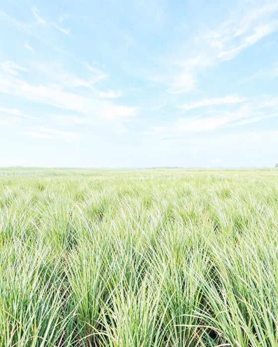 Everglades Prairie