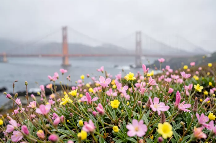 Coastal Wildflowers