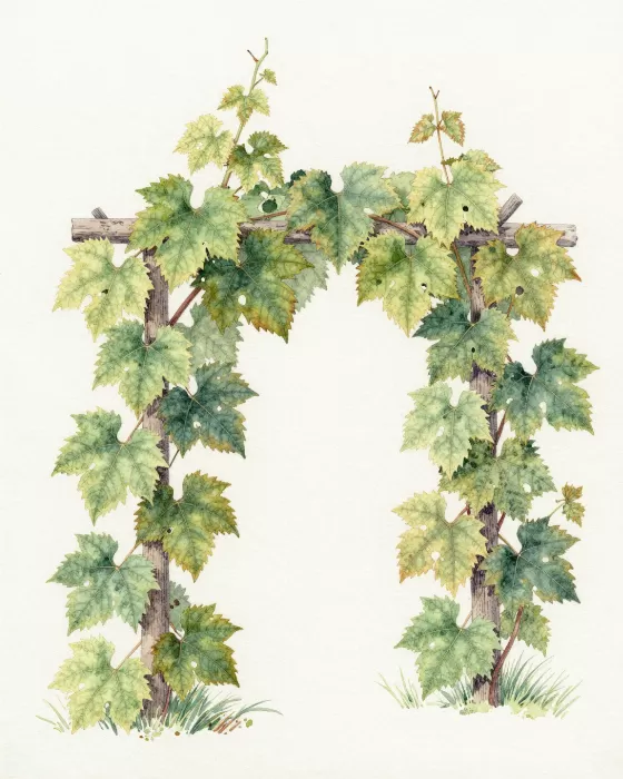 Trellis Vines