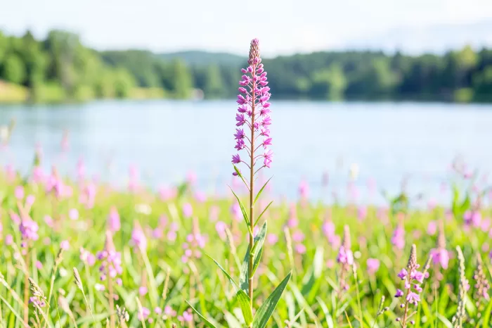 Magenta Meadow