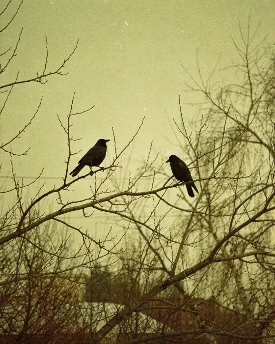 Crow Pair