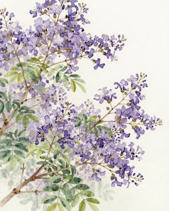 Jacaranda Bloom