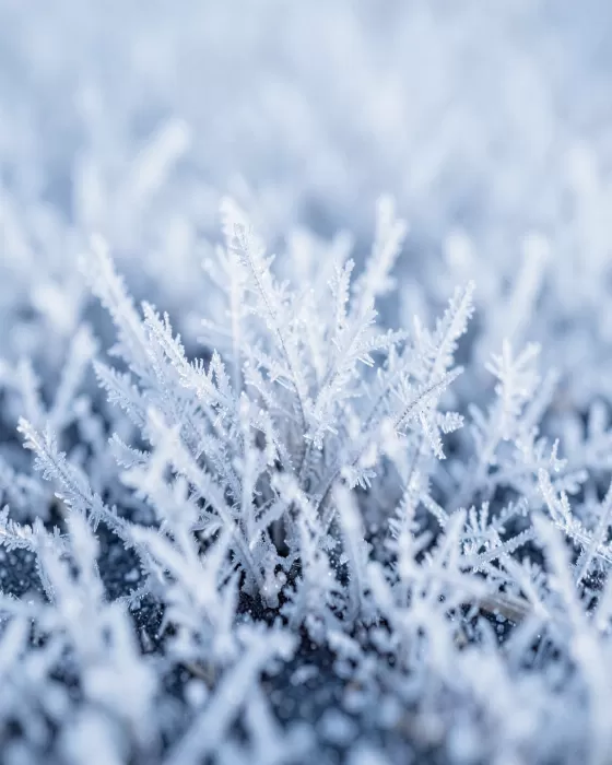 Ice Petals II