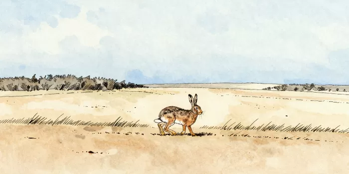 Dusk Hare