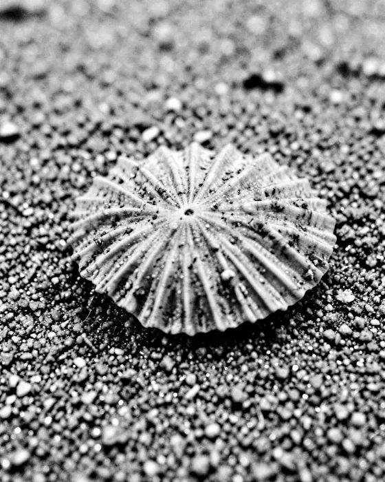 Sand Echo