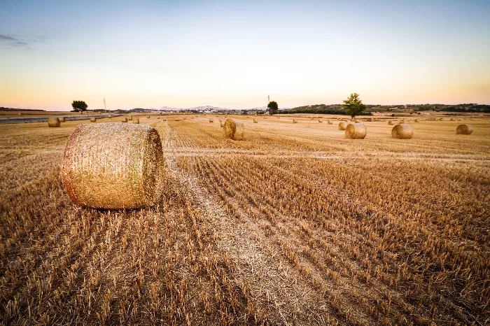 Round hay Bales