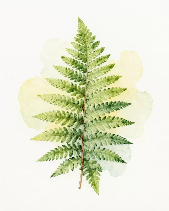 Matcha Frond