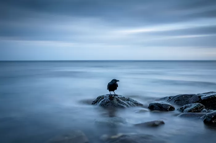 Tide Raven