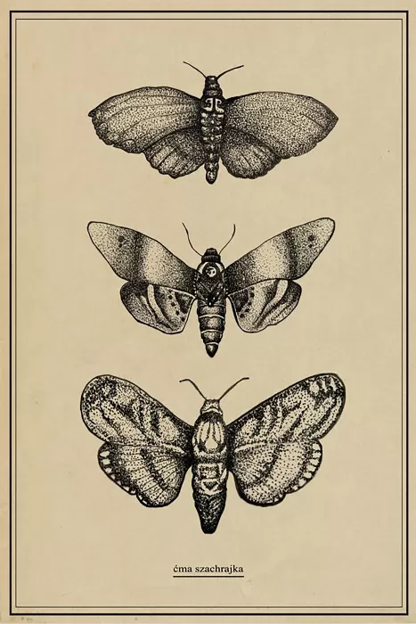 Vintage Bugs