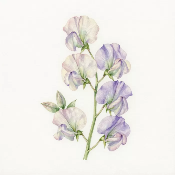 Sweet Pea Study
