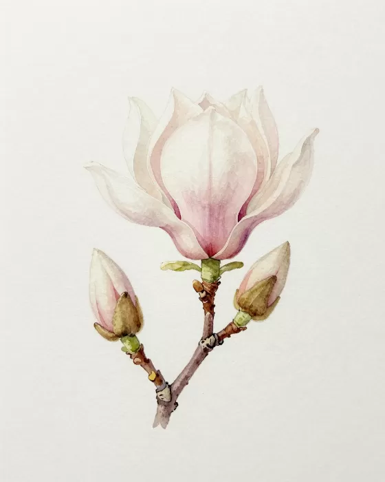 Magnolia Bloom V
