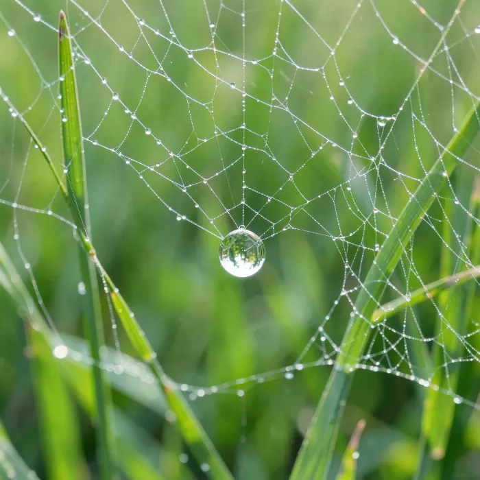 Dewdrop Web