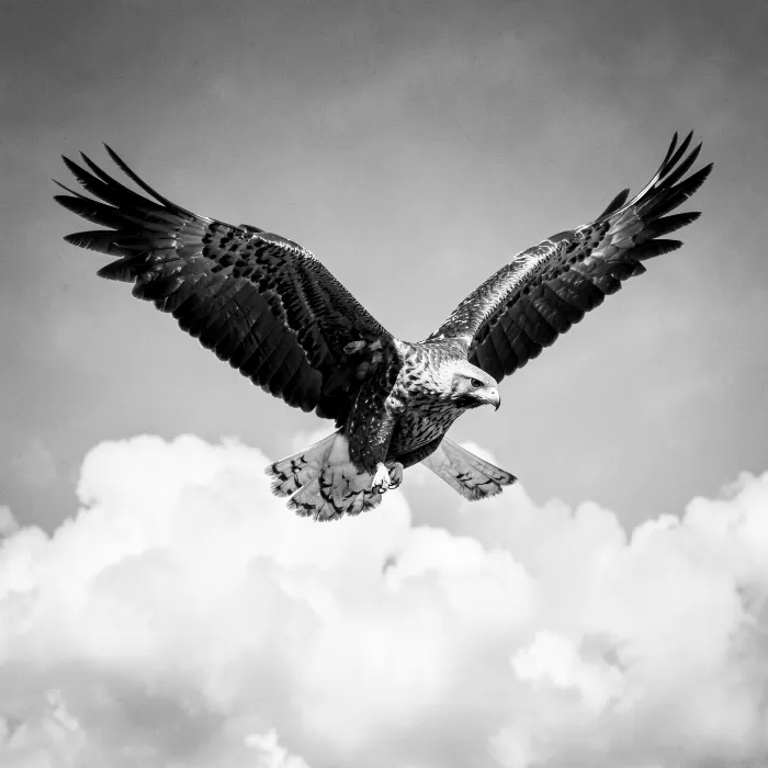 Wing Span