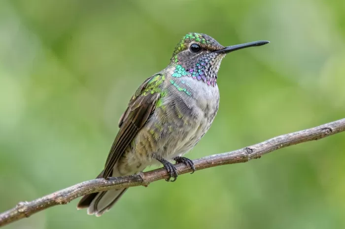 Iridescent Jewel