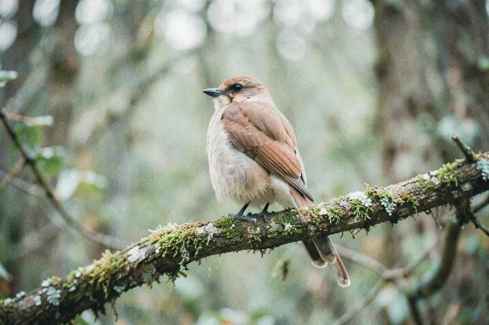 Jay In Moss