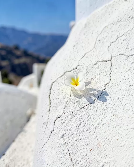 Santorini Bloom
