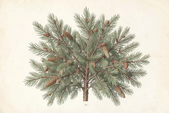 Forest Specimens