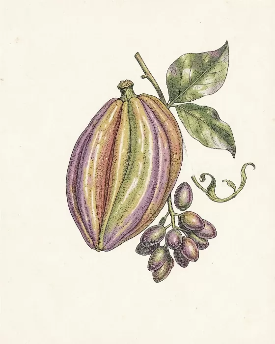 Cacao Specimen