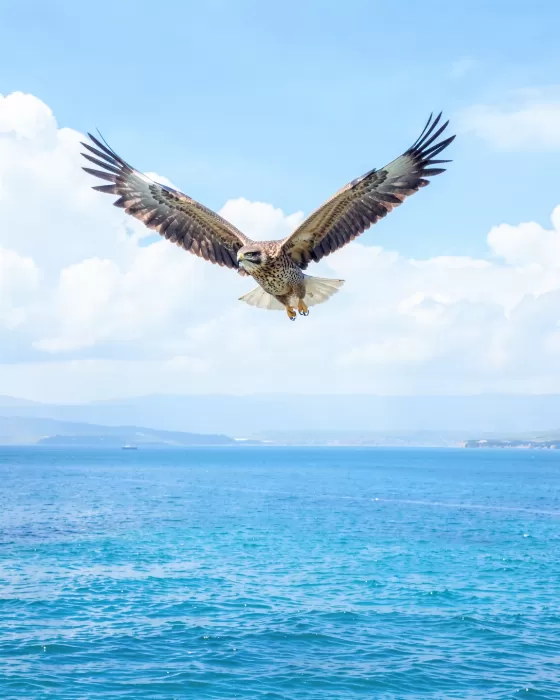 Coastal Hawk