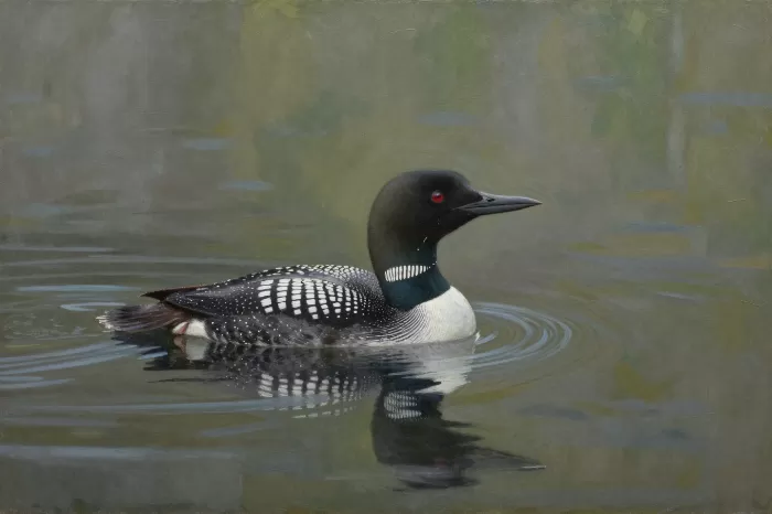 Loon At Rest