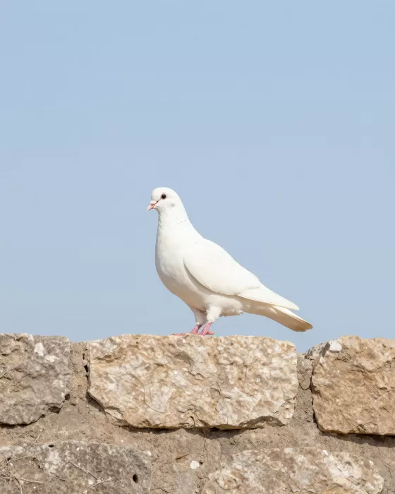 Peaceful Dove