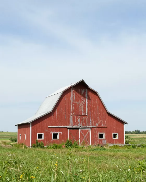 Barn Alone
