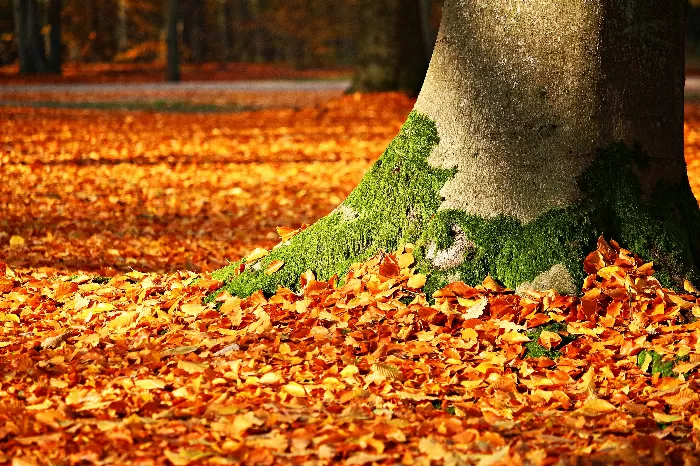 Orange You Lucky Fall Leafs Photo