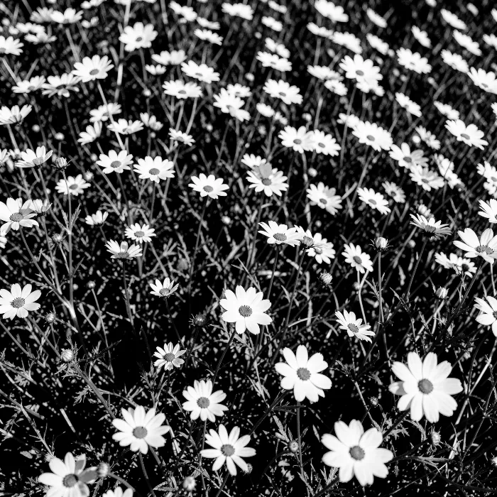 Shadowed Bloom