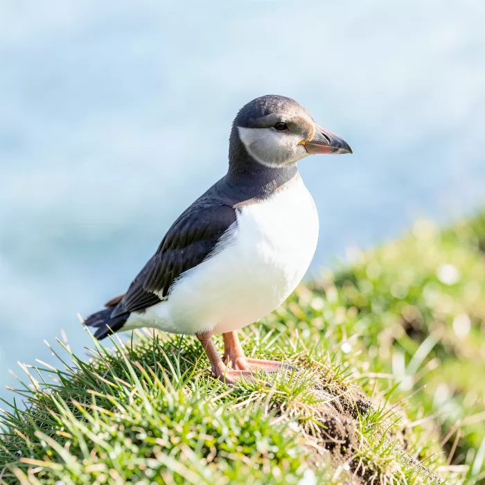 Puffin View