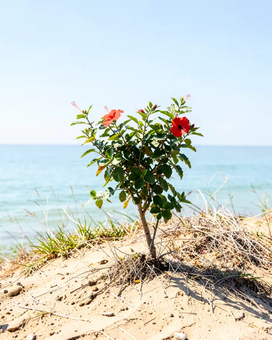 Coastal Hibiscus