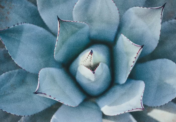 Succulent Floral