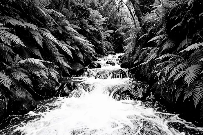 Fern Creek