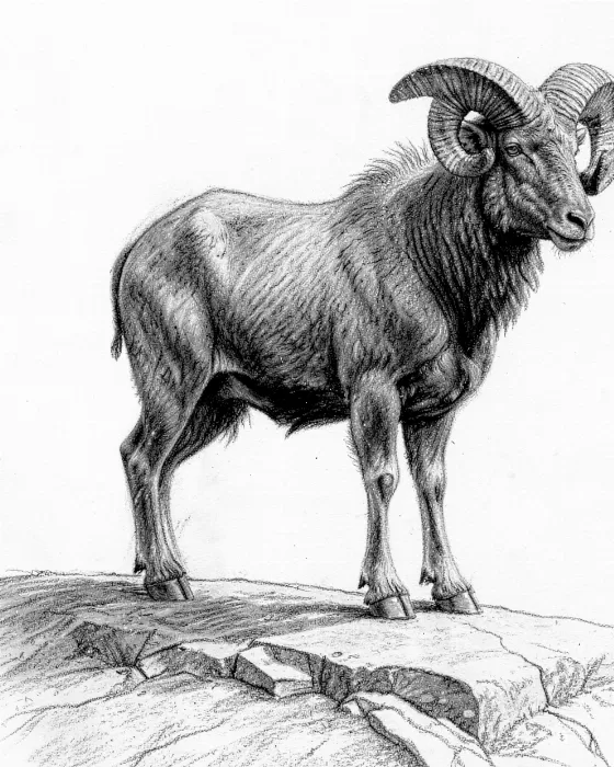 Bighorn