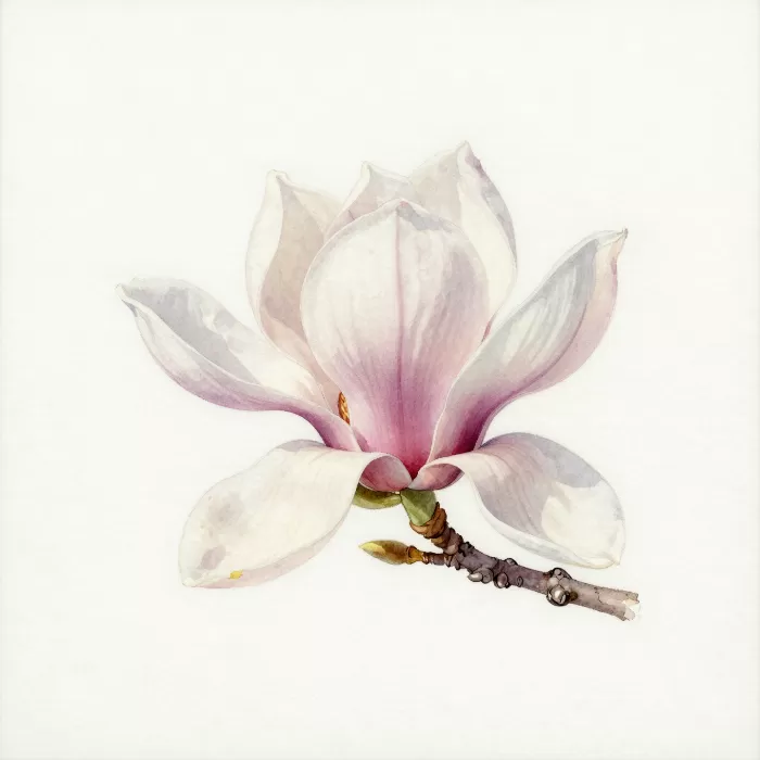 Soft Magnolia