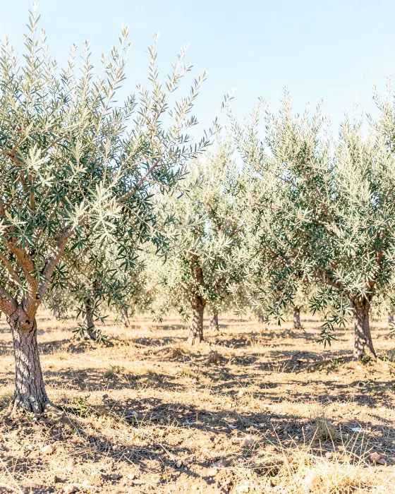 Olive Grove
