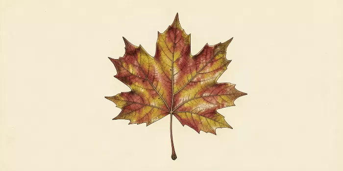 Sepia Leaf