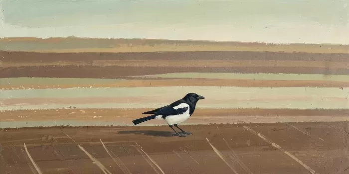 Field Magpie
