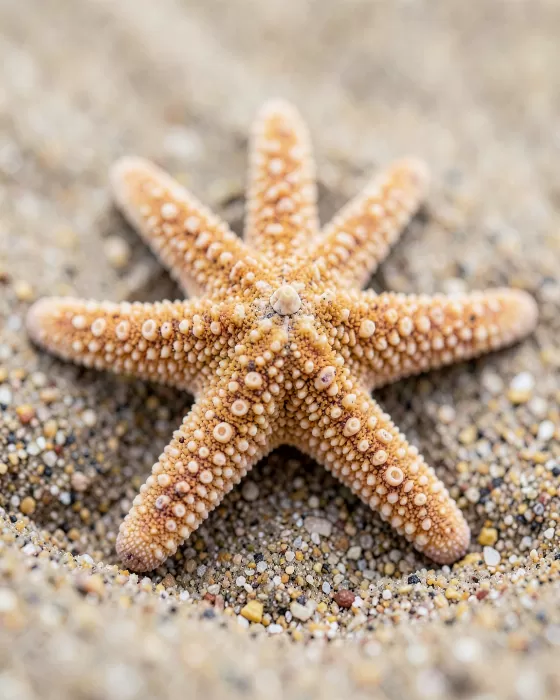 Star Of Sand