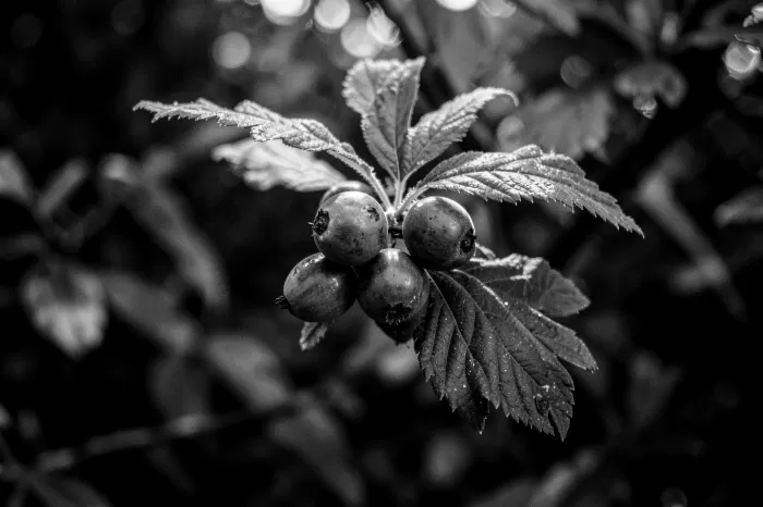 Salmonberry Light