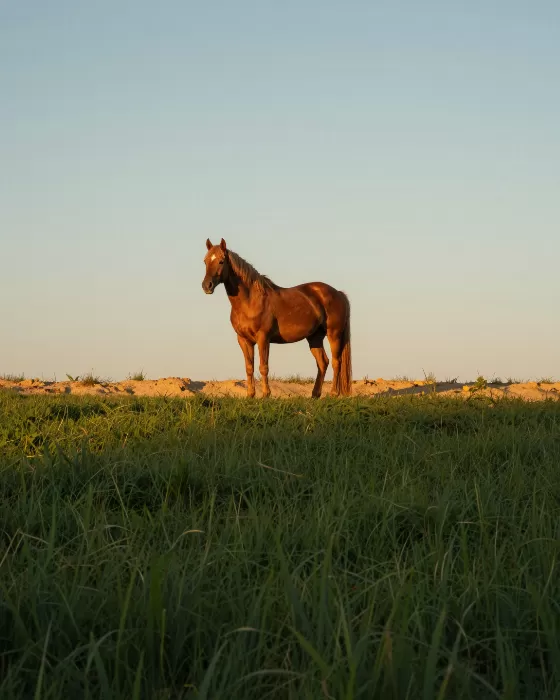 Amber Steed