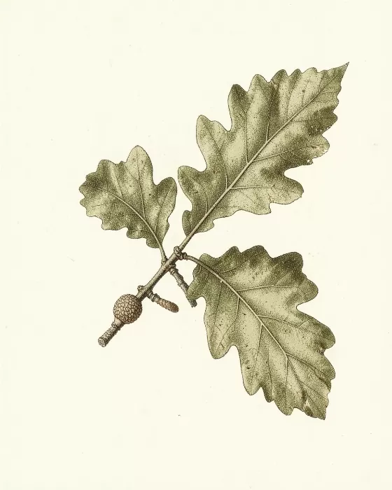 Blackjack Oak