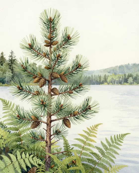 Hemlock Shore